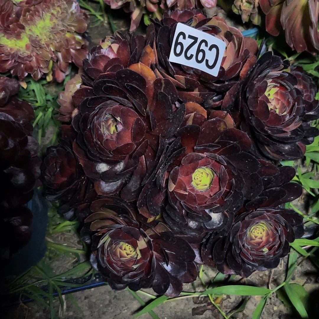 黑寡妇16-2包邮法师