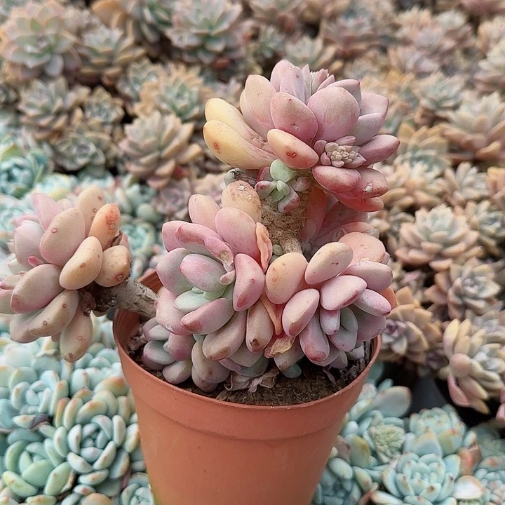 老庄白鹿多肉植物