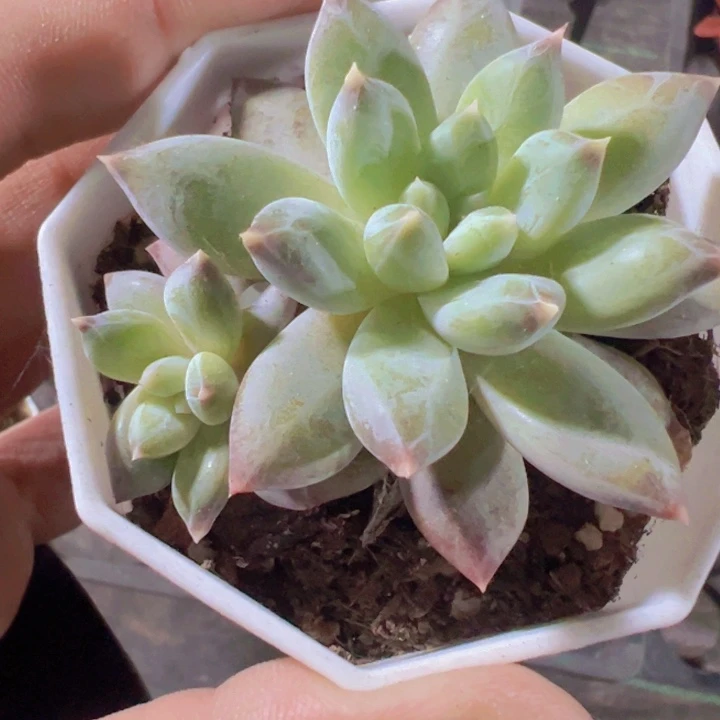 伊丽莎白精品多肉植物大战