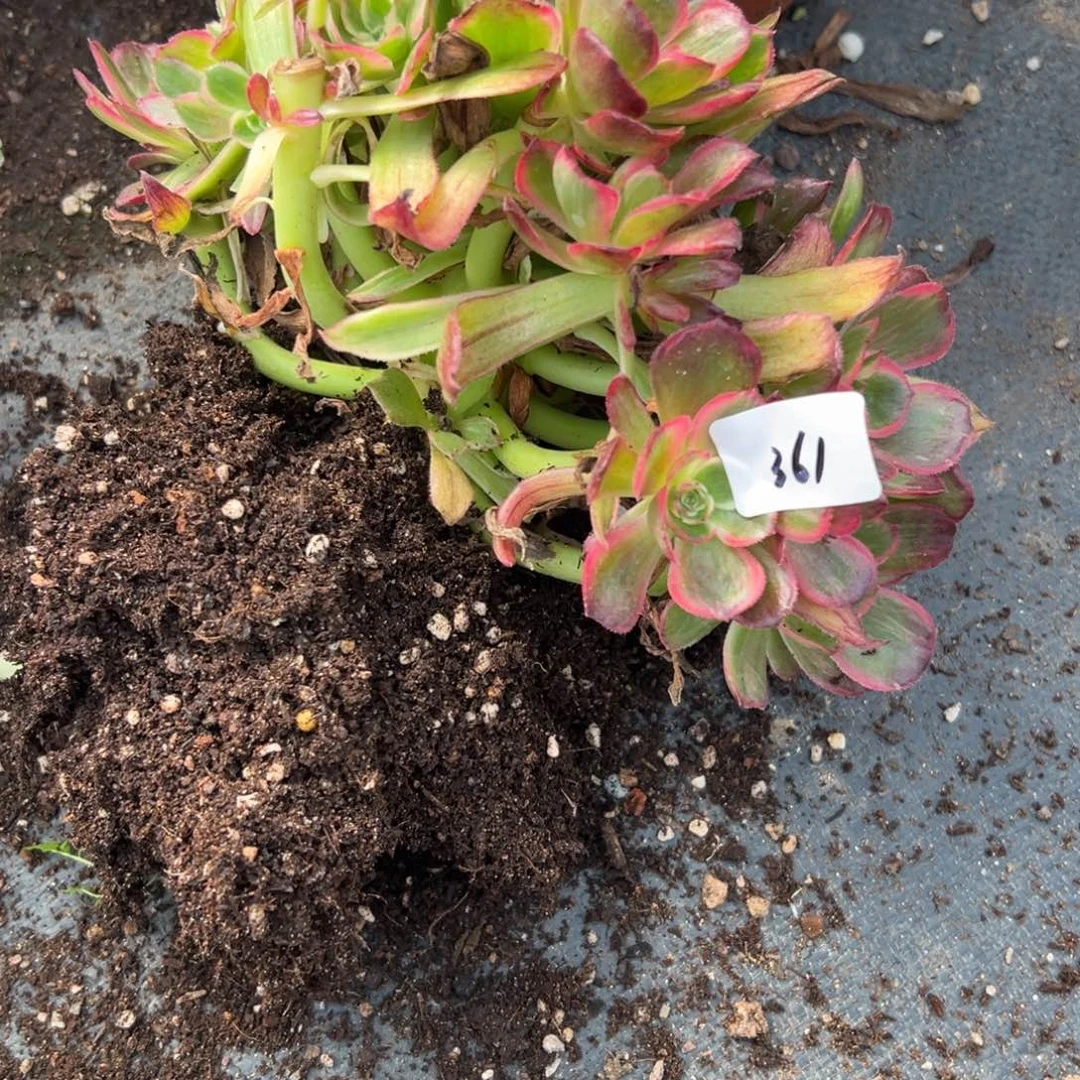 养****?361桃花序多肉多肉多肉多肉