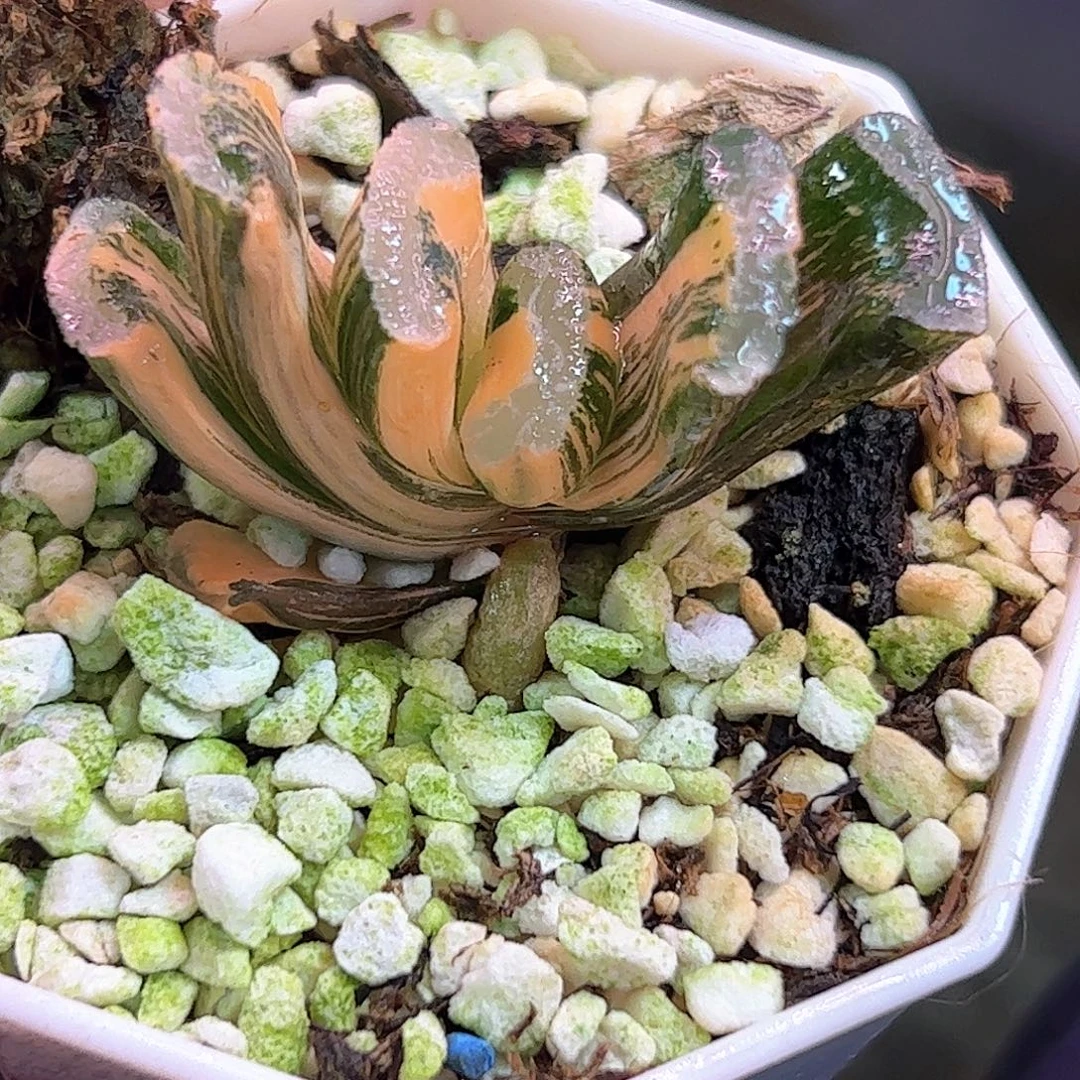 忘***你浮躁锦十二卷十二