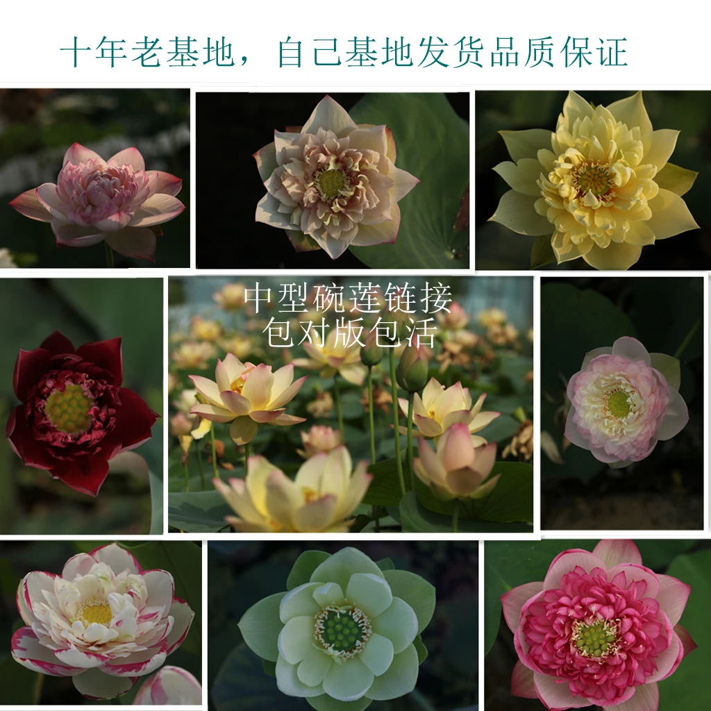 （中型碗莲合集）荷花莲花水生花卉绿植园艺花园庭院阳台包对版