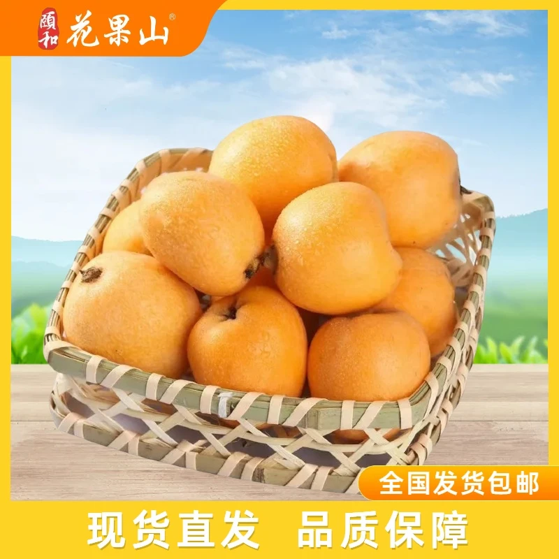 【五星枇杷】来自高山的味道枇杷 当季水果皮薄多汁酸甜可口