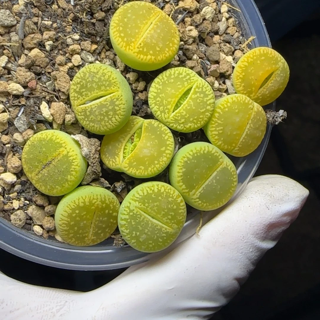 0982。默认脱土。18包邮。偏远88包邮