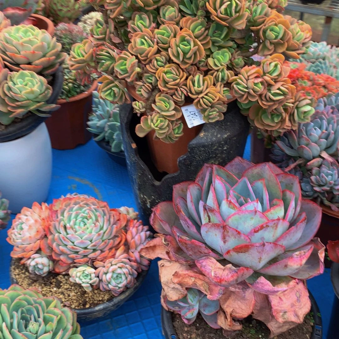 东***北1047火焰玫瑰多肉