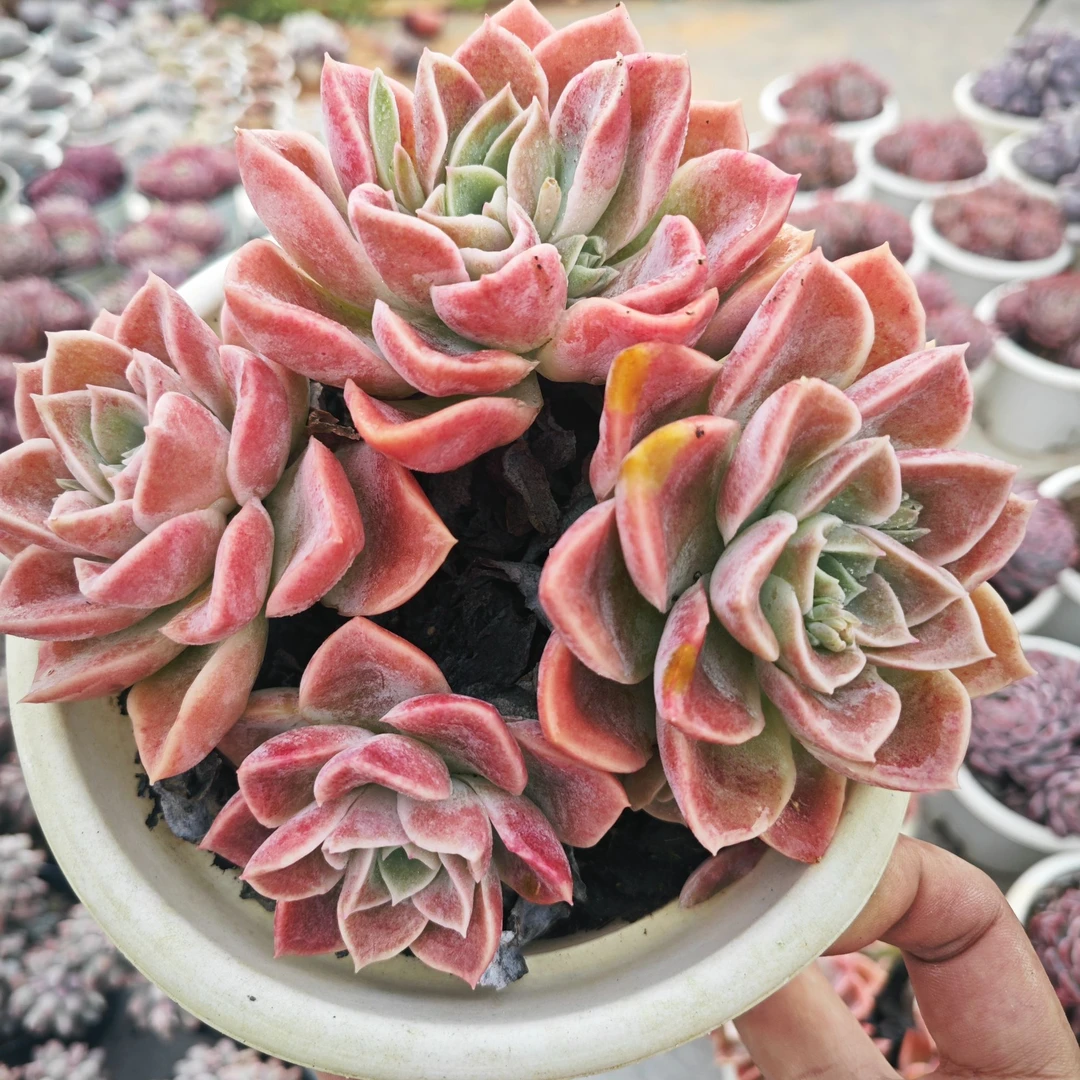 哈利沃森 拾忆多肉 好养阳台多肉植物