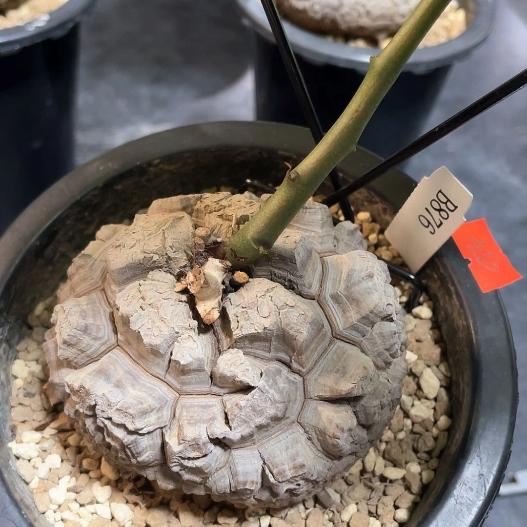 876号龟甲龙9公分