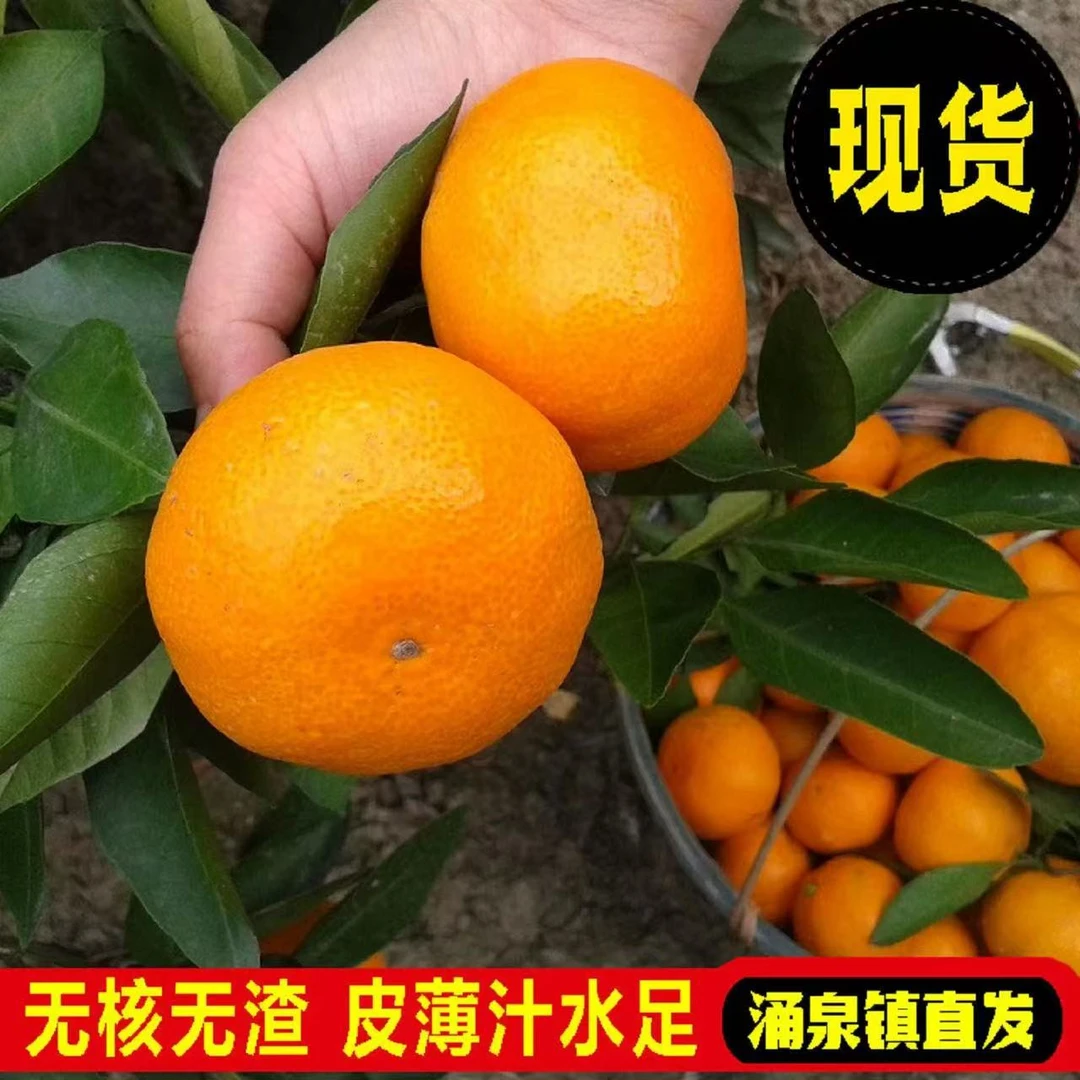 浙江临海涌泉无籽蜜桔正宗宫川早熟产地极速鲜直发新鲜当季水果T9