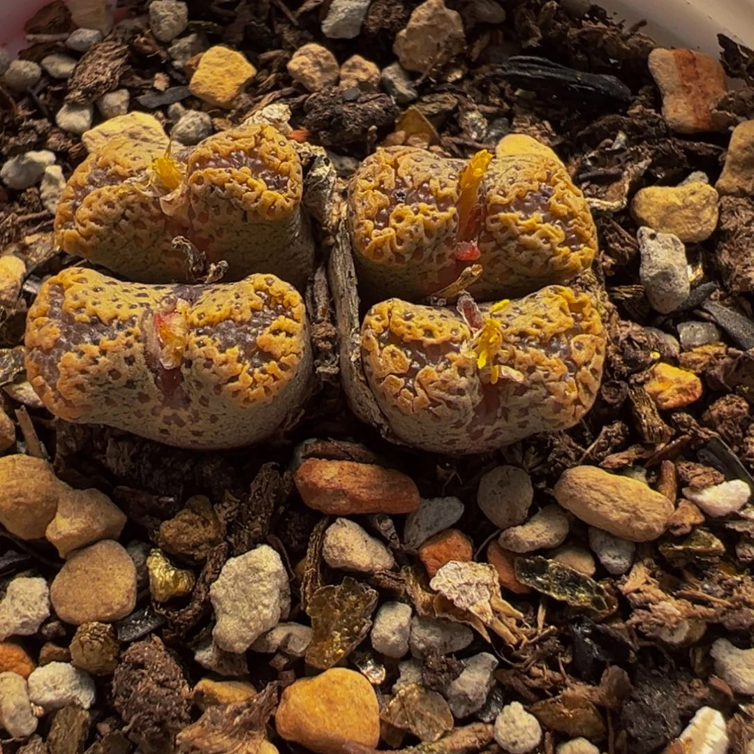 154多肉植物种类和