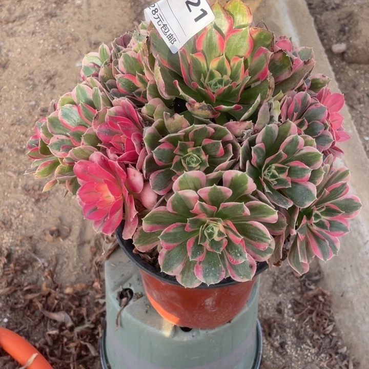 多肉植物妖月法师121