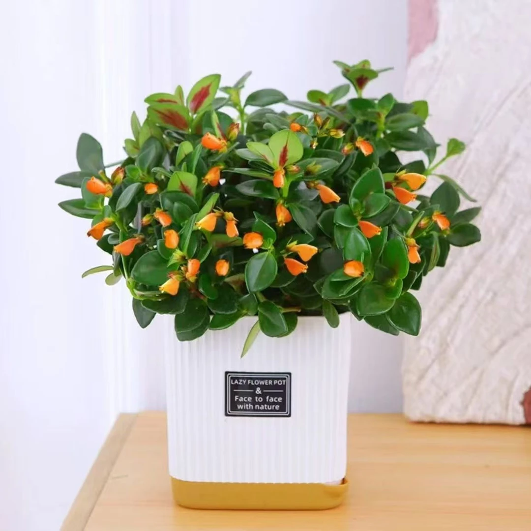 【特价】金鱼吊兰耐寒花卉盆栽室内阳台客厅四季开花植物甲醛绿植