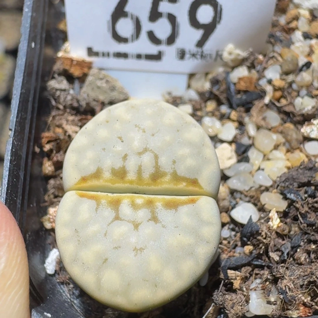 Ssss精品生石花659