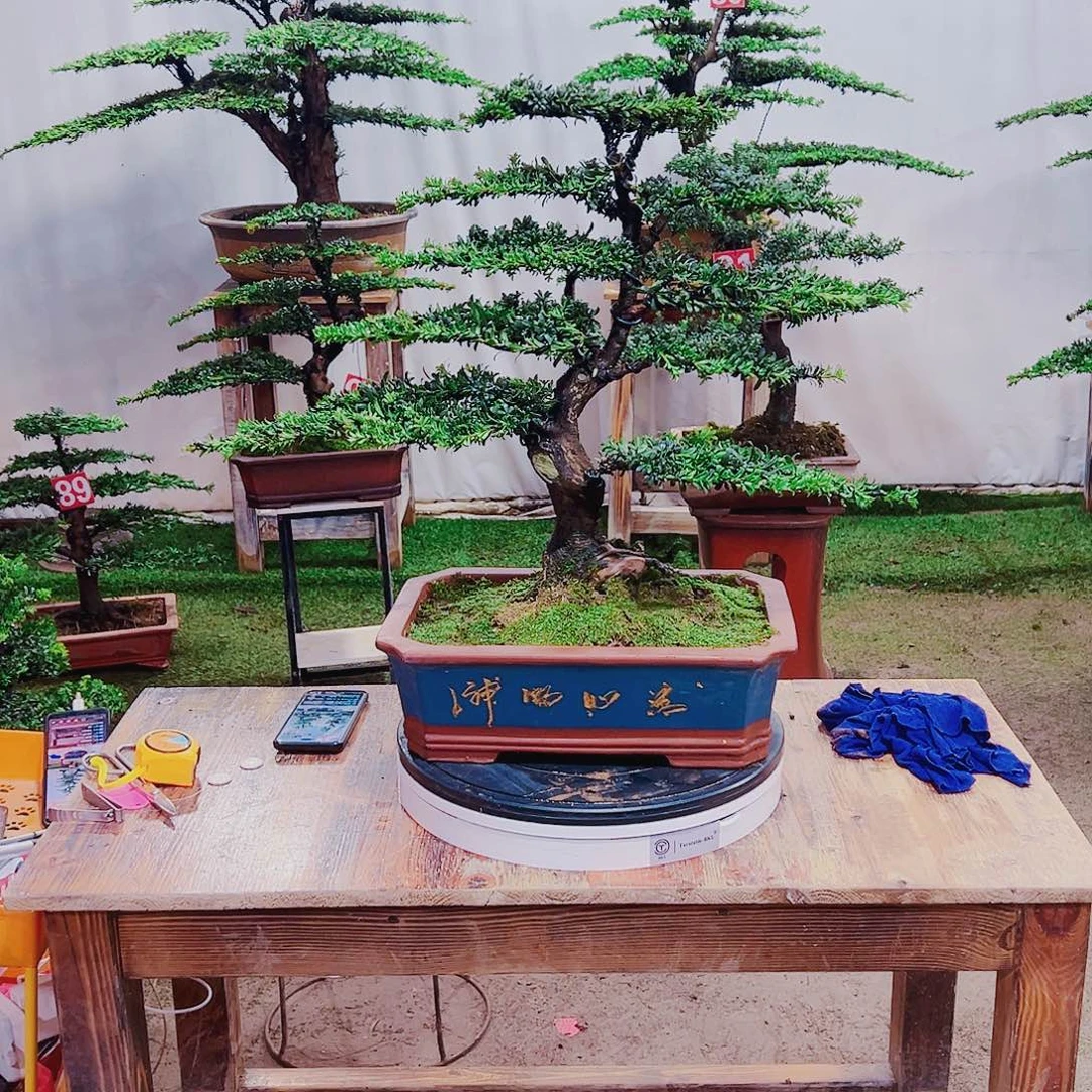 无花朵红芽珍珠罗汉松