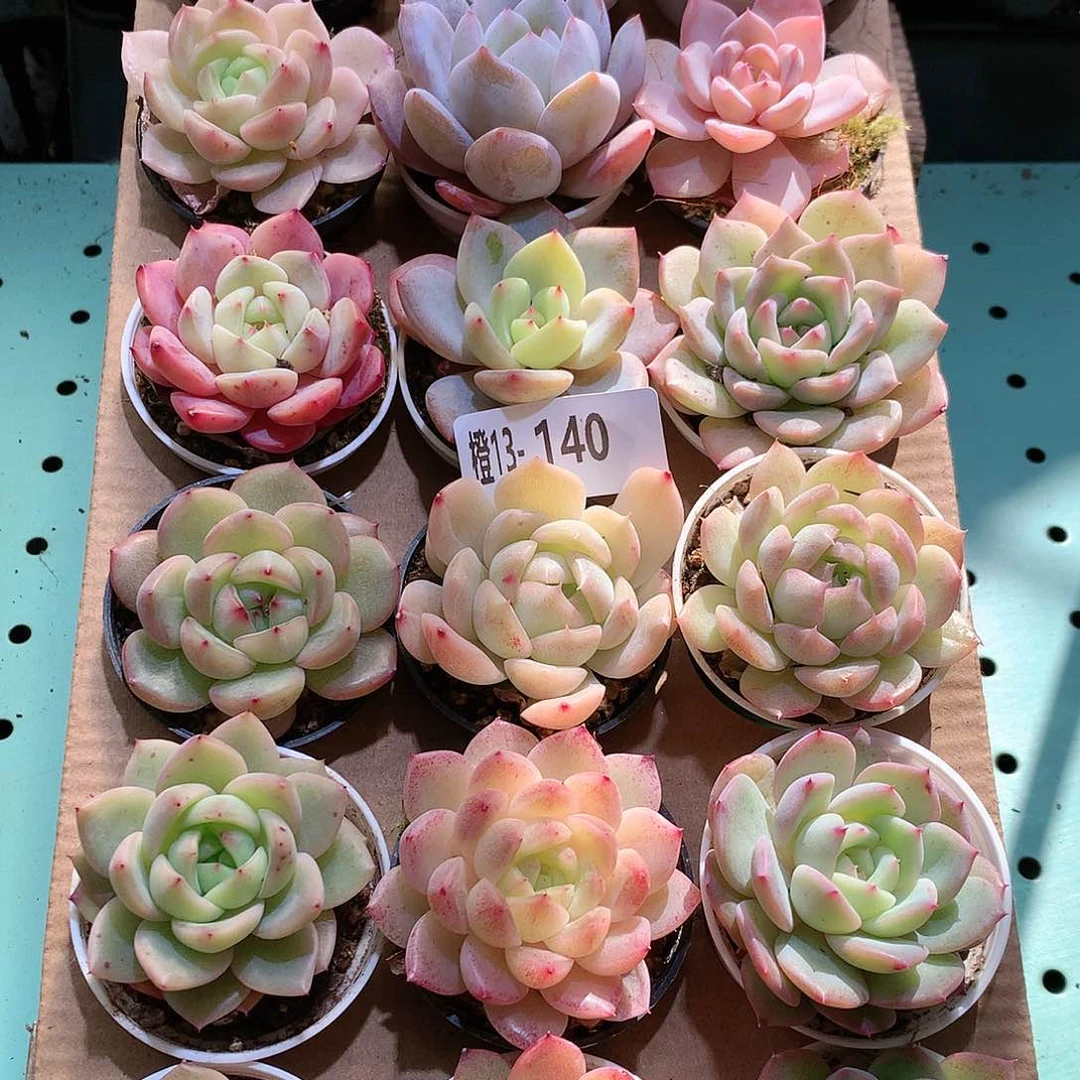 13-140一物一拍带盆18颗。