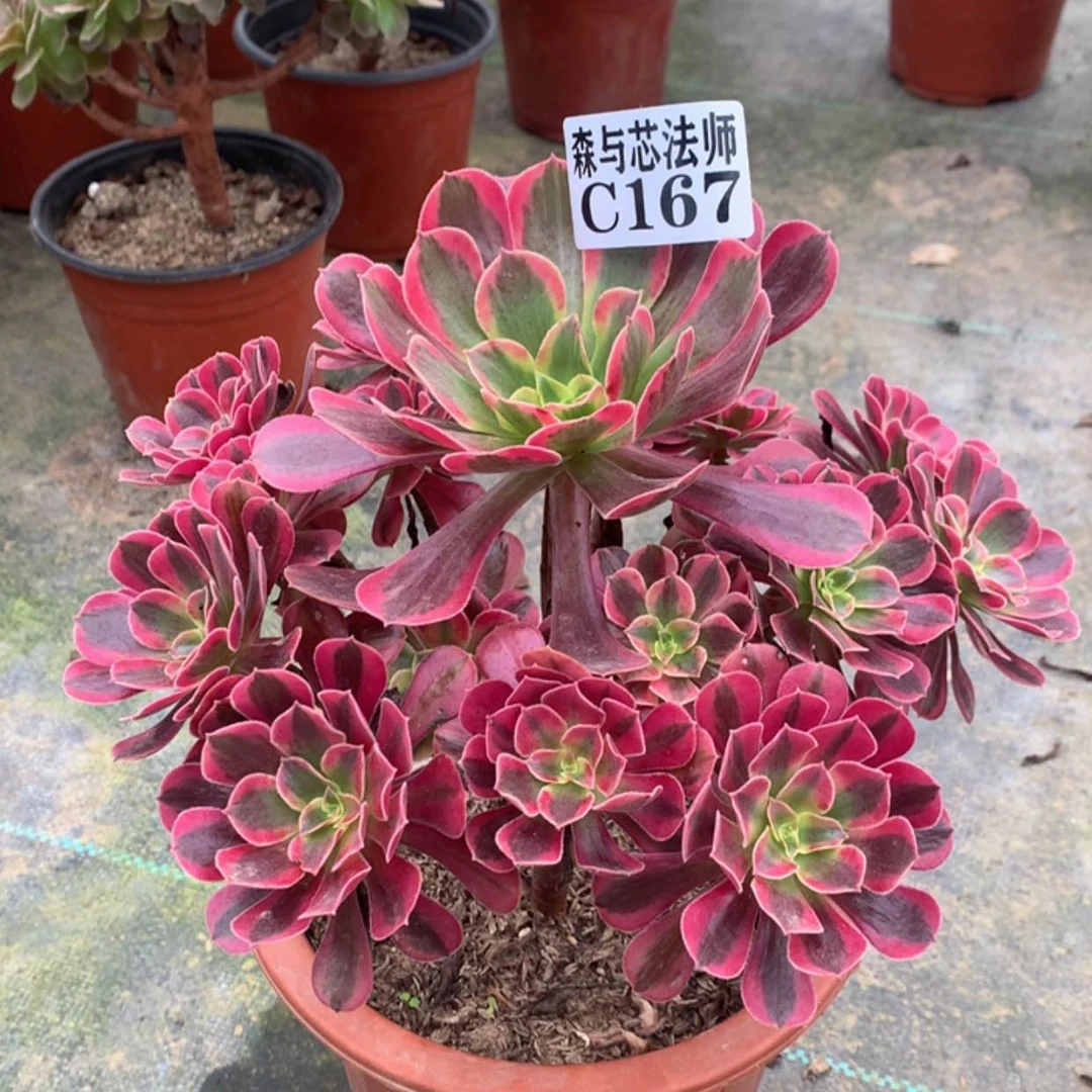 【闪购商品】167美杜莎