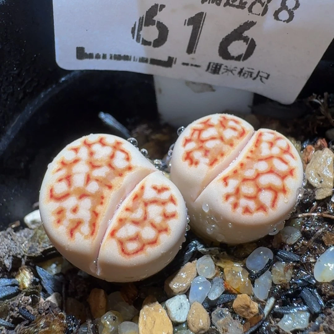 Ssss精品生石花616