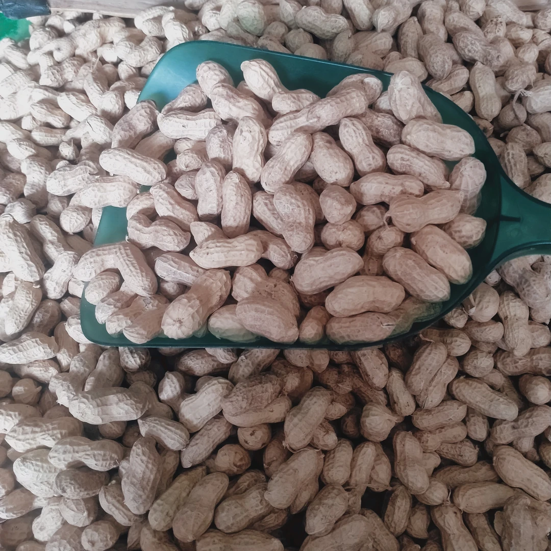 2024年新花生带壳生花生