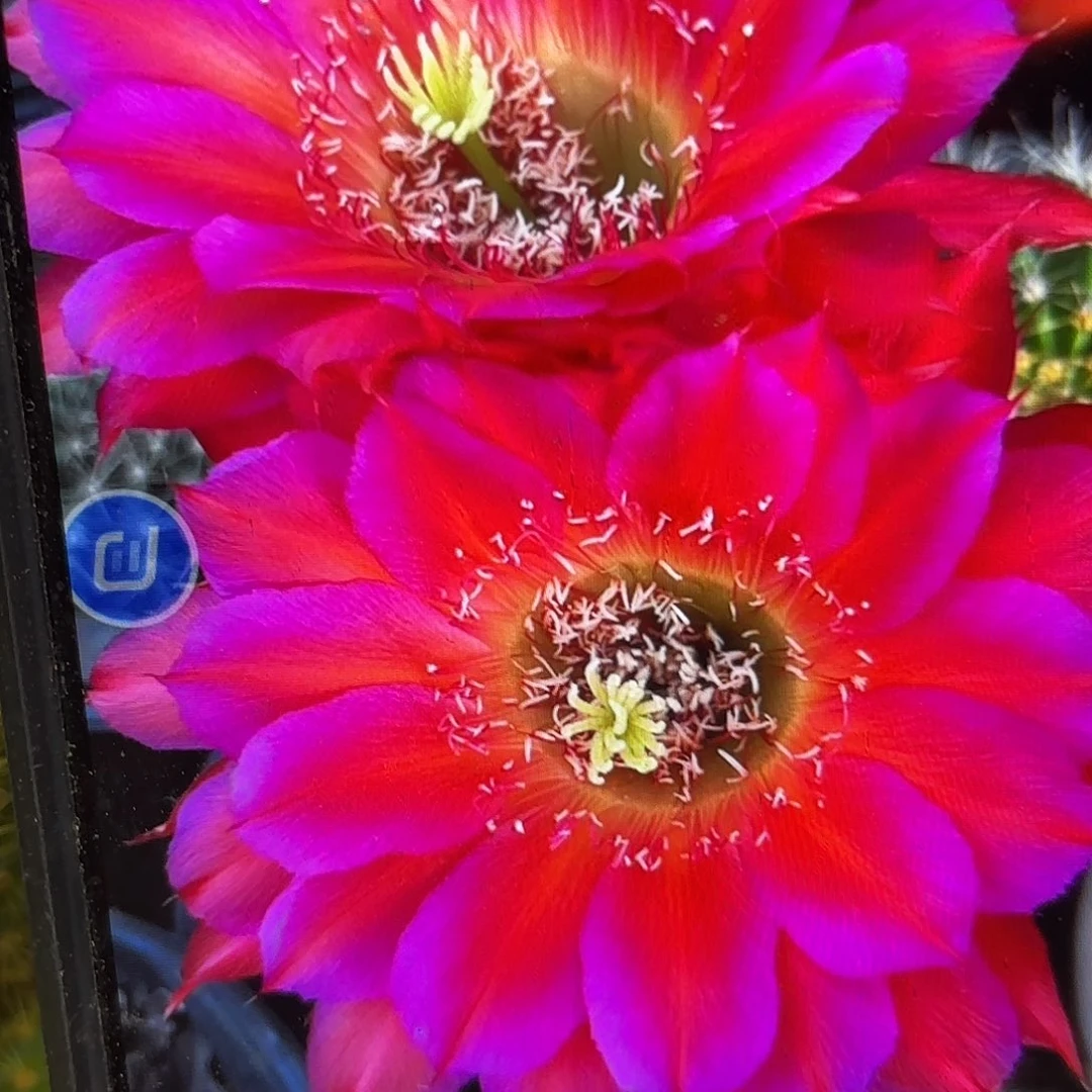 宝莲灯加强彩侧牙20包邮41