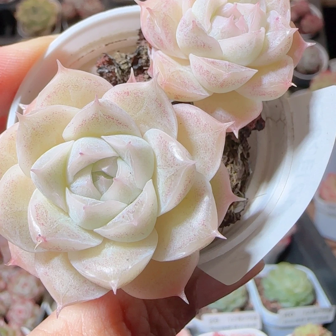 花语多肉1229-46散