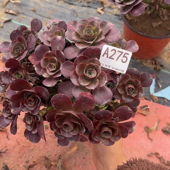 魅金玫瑰多肉植物275.