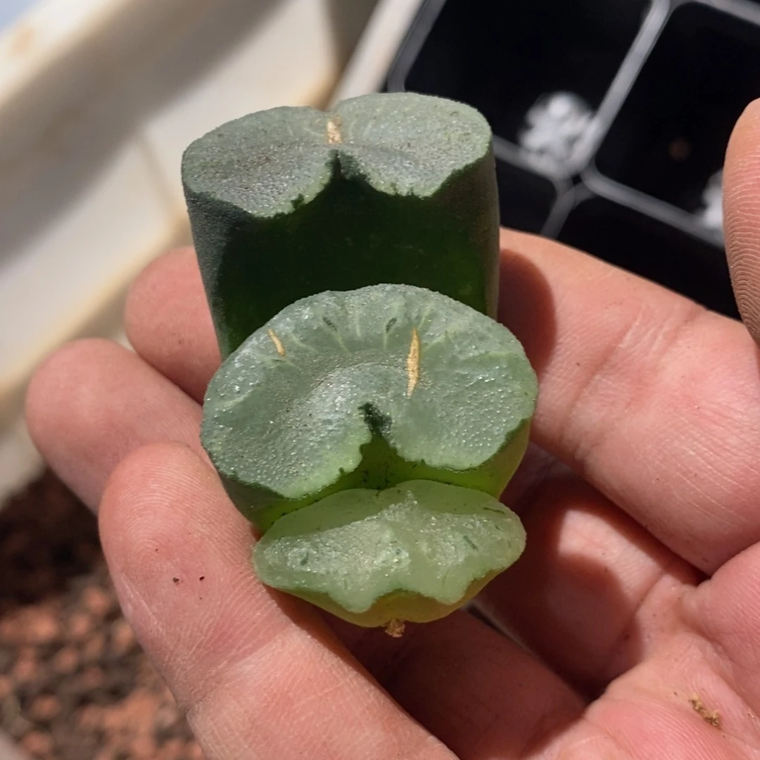 17176 一颗玉扇。618福利