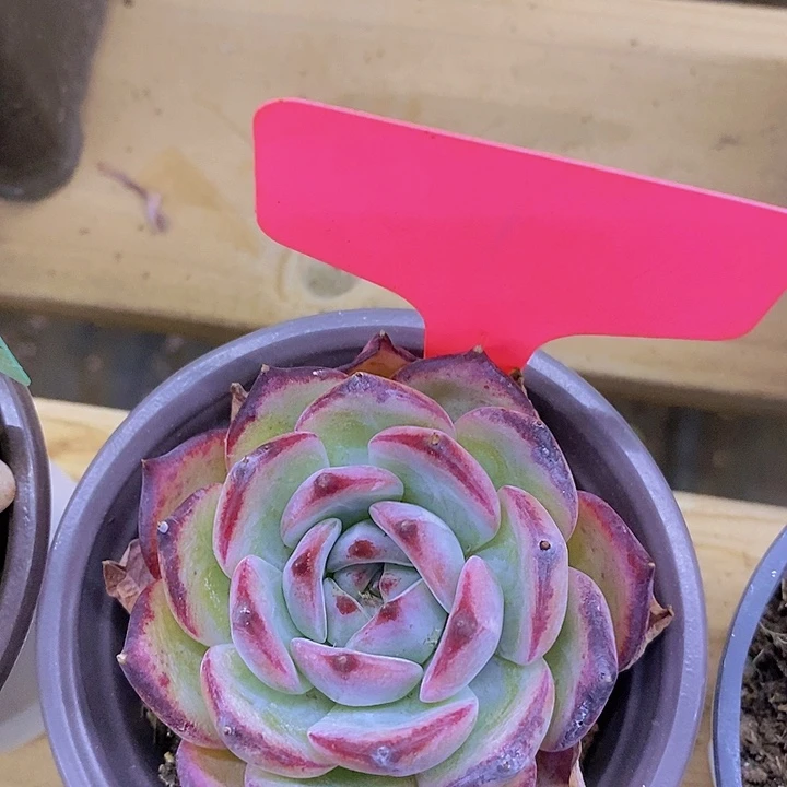 开心多肉，一物一拍，一单包邮