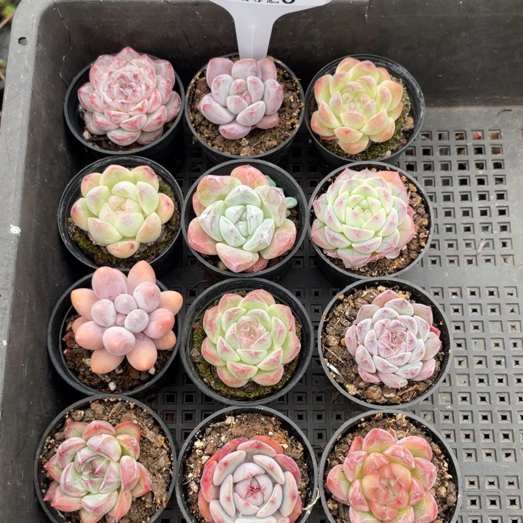 不包整散 盆子不售后2026