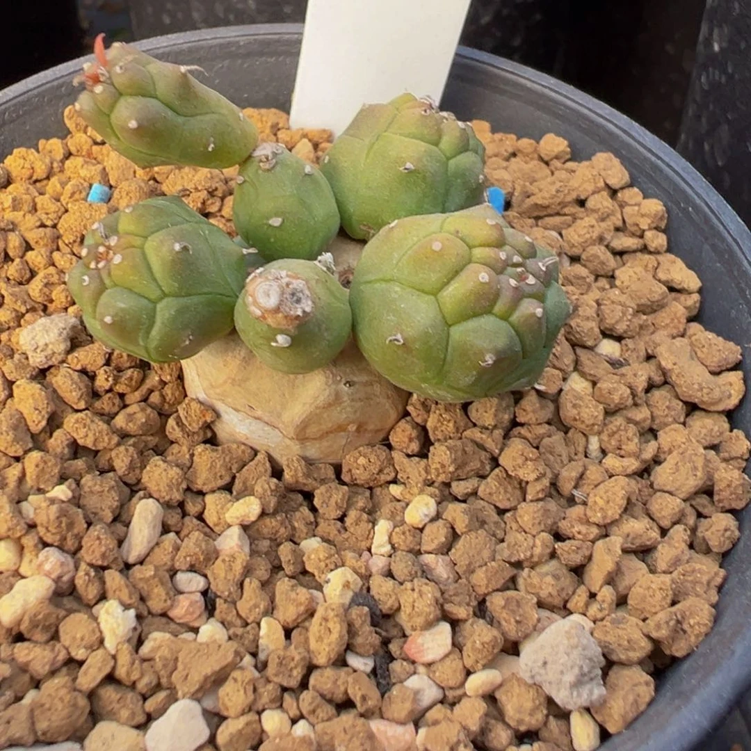 135实生根鱼鳞宝多肉植物带盆土
