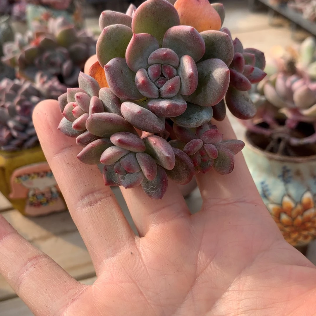 肉***肉肉肉突尼斯寄养多肉