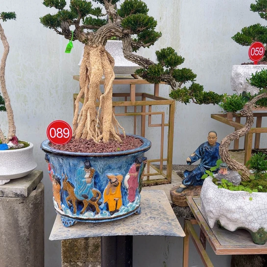 当前无花朵，栽培后可花朵高端黄杨盆景