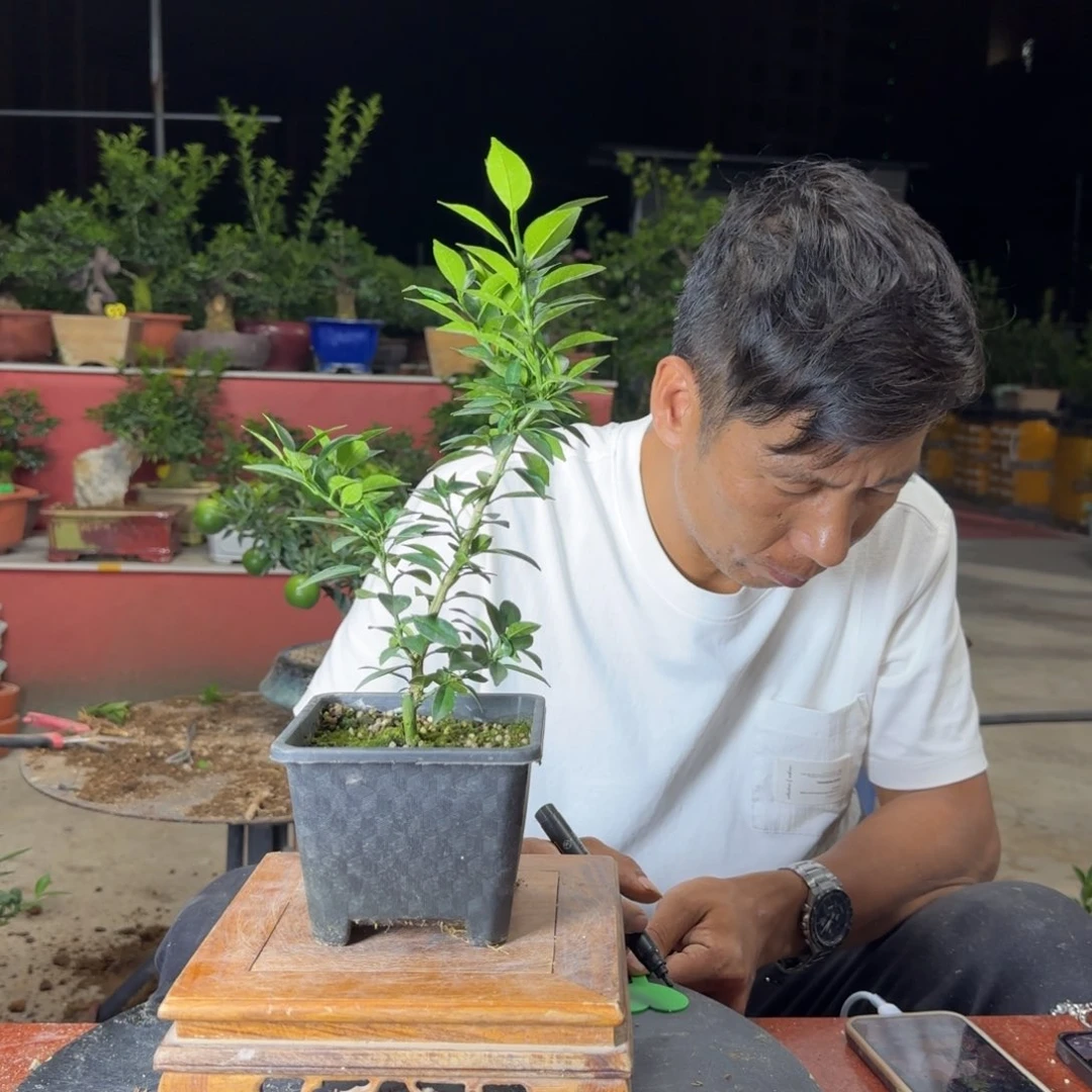 当前无花朵，栽培后可花朵D**