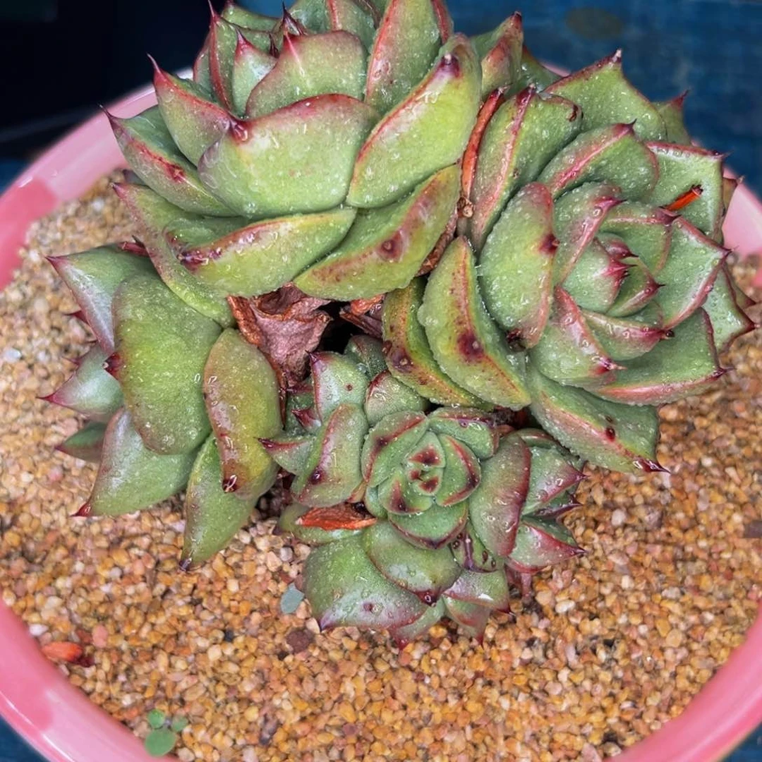 多物一物一拍0630-297