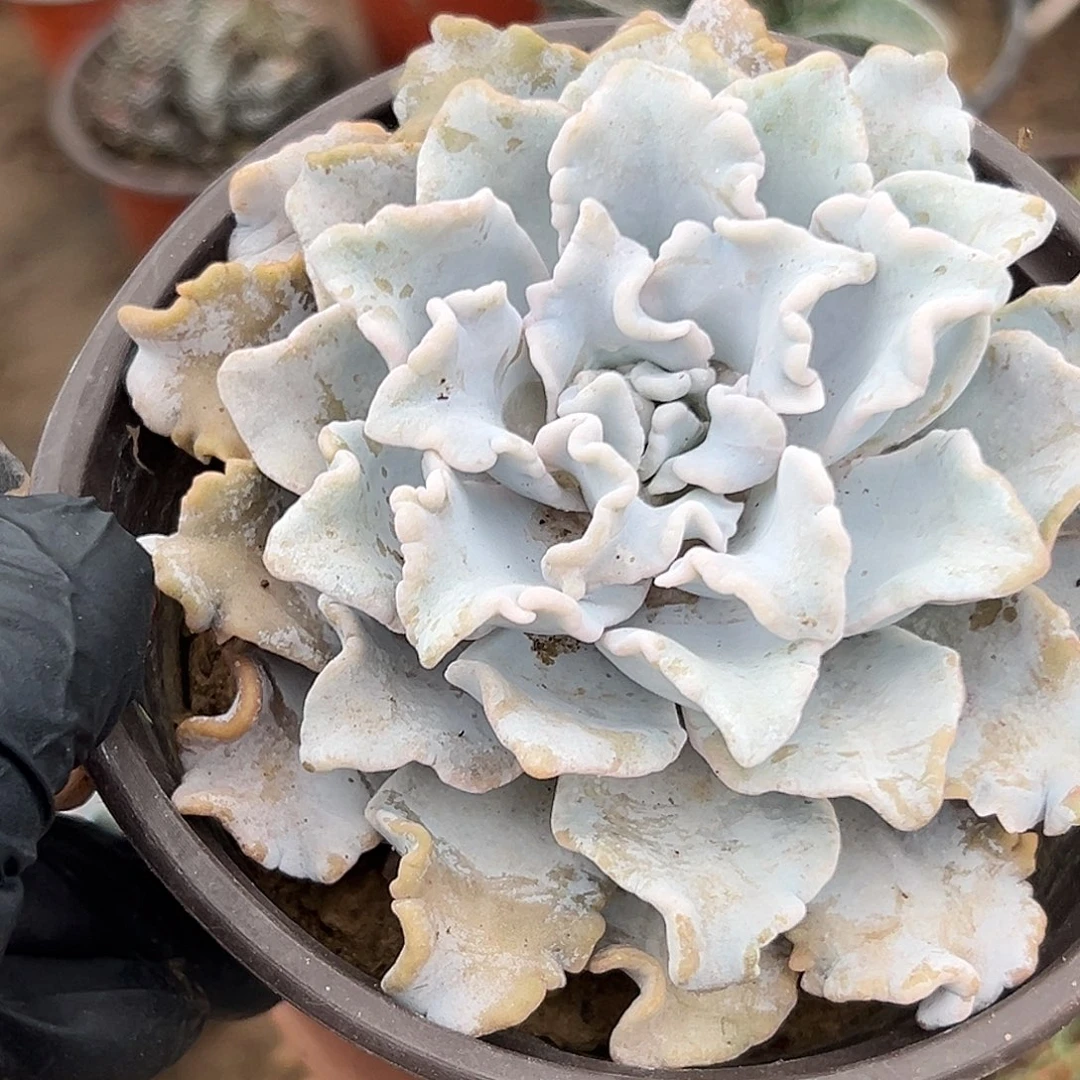 多肉植物芭蕾舞者