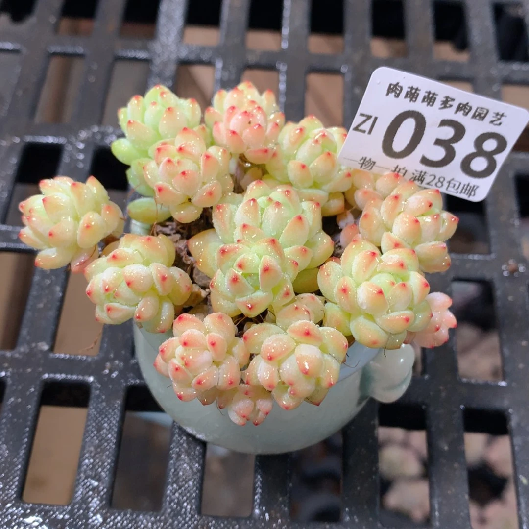 肉萌萌拇指盆精控多肉ZI038