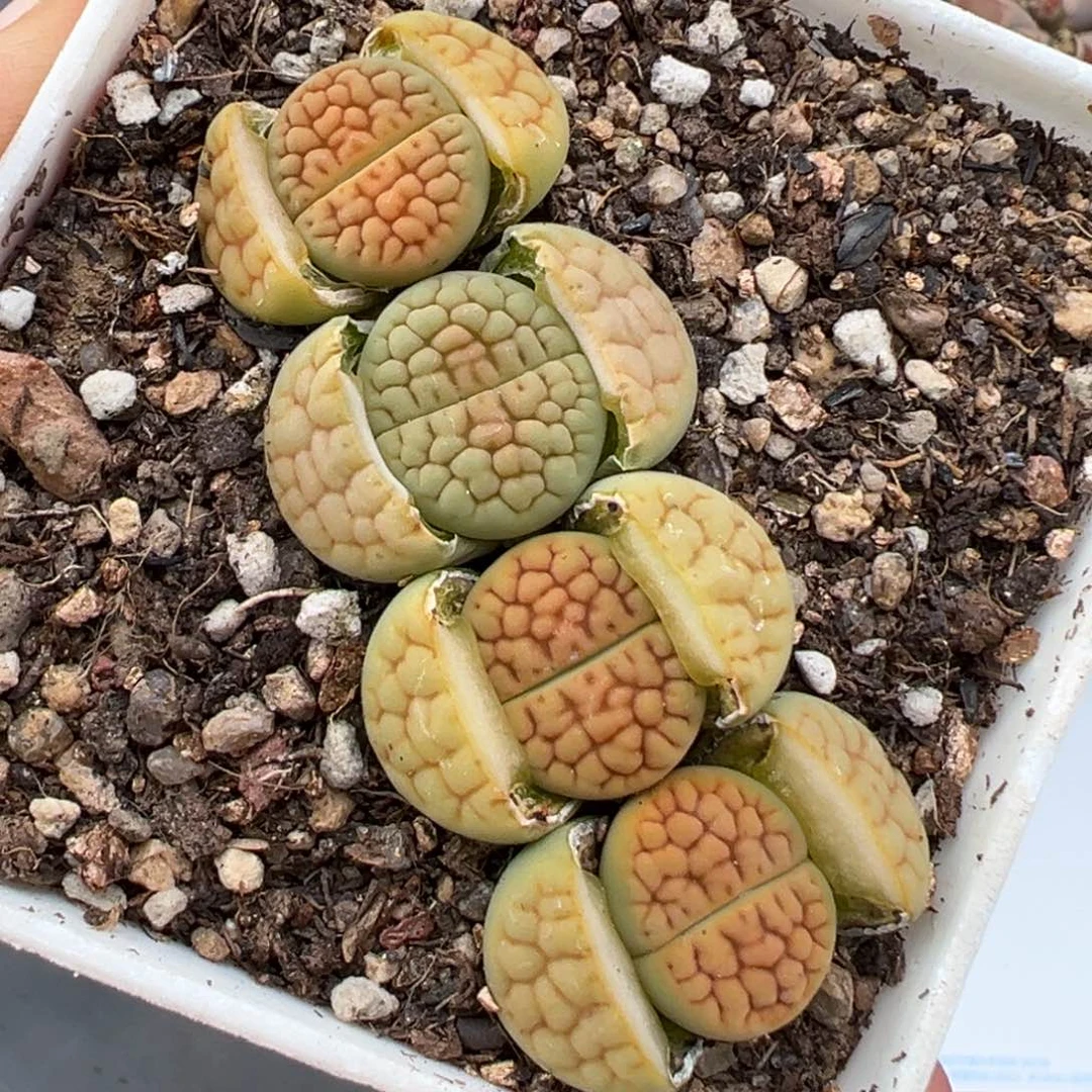 2.9好看的多肉159