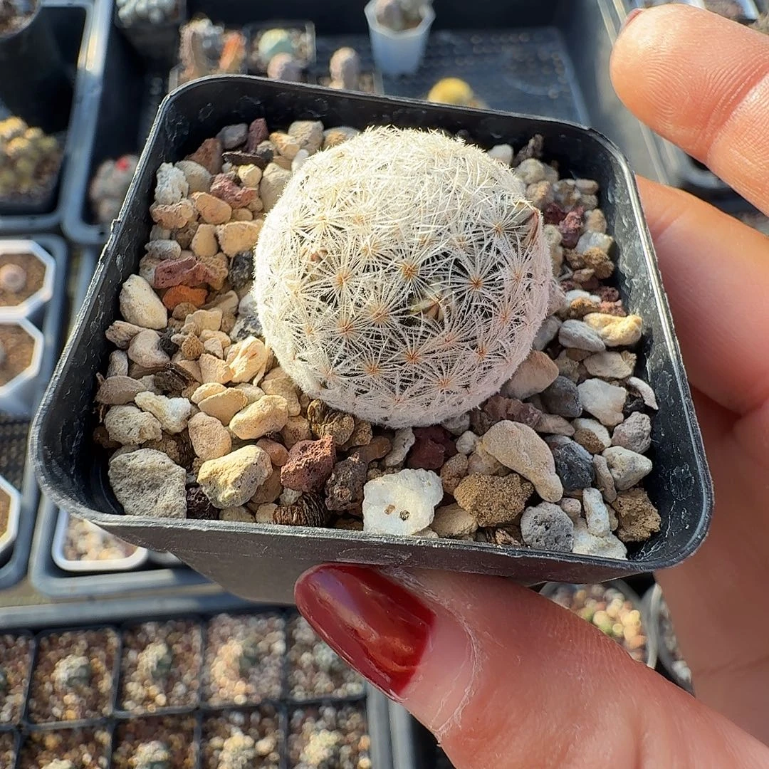 百***万实生羽毛丸带盆发货