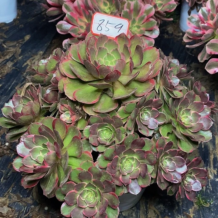 粉花妖老桩捧花859号