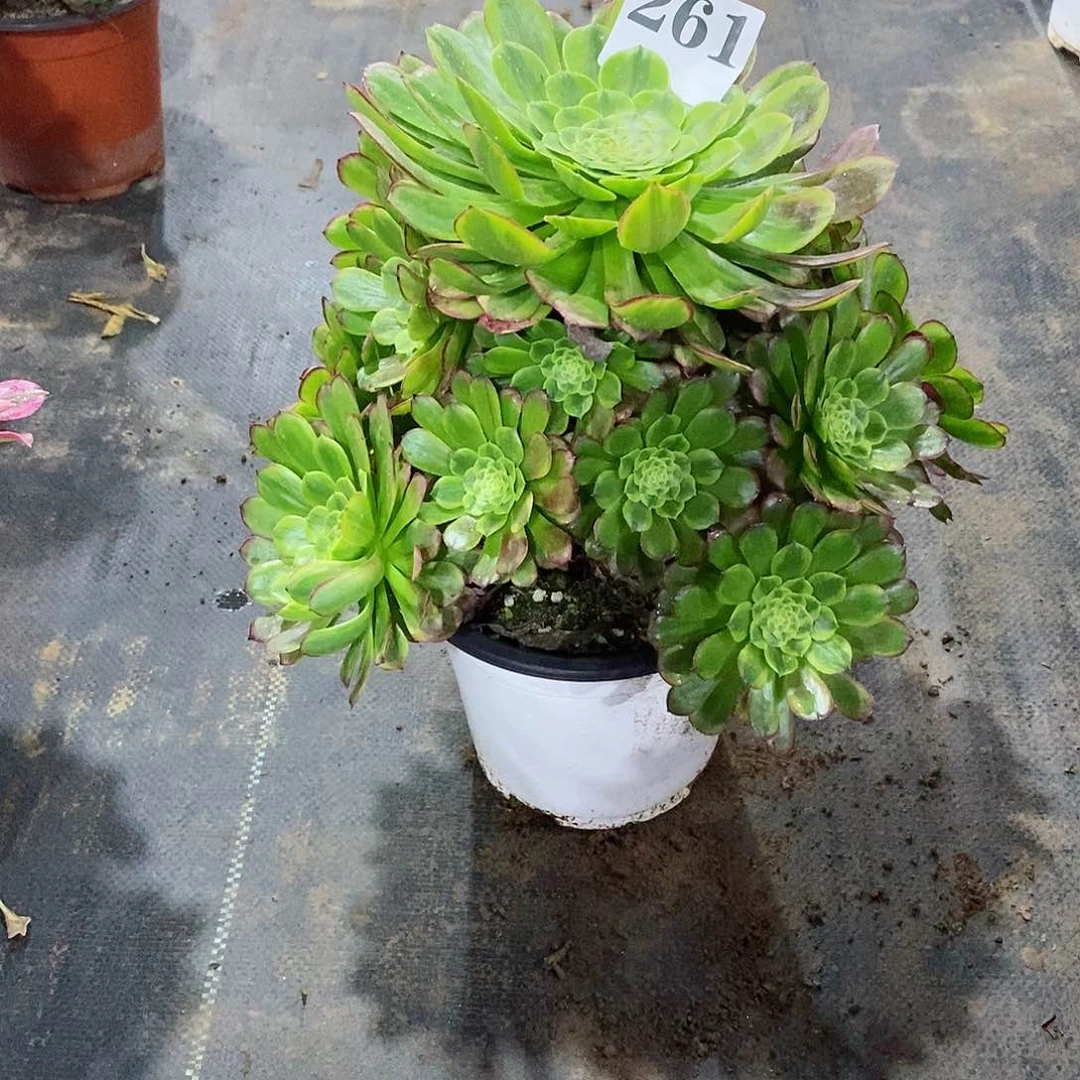 笑***.嘉年华261多肉法师植物