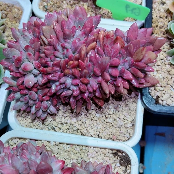 精品多肉植物老桩