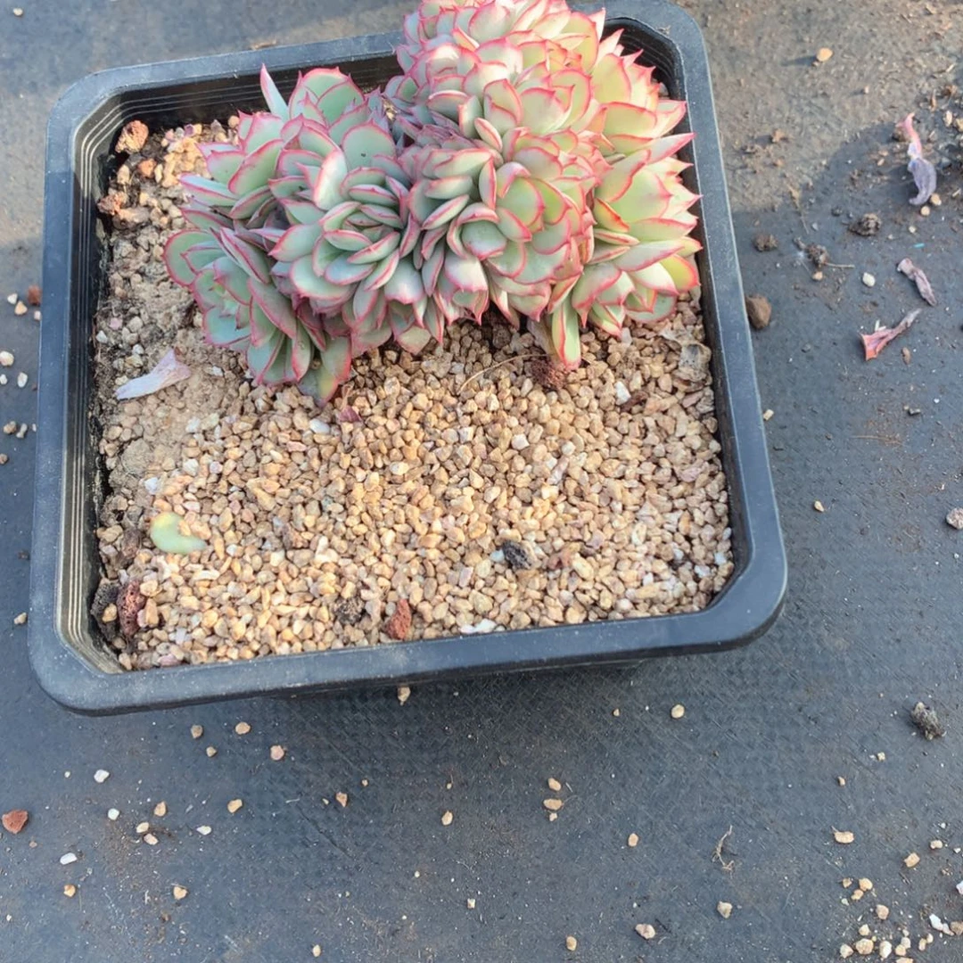 多肉植物牡丹亭缀