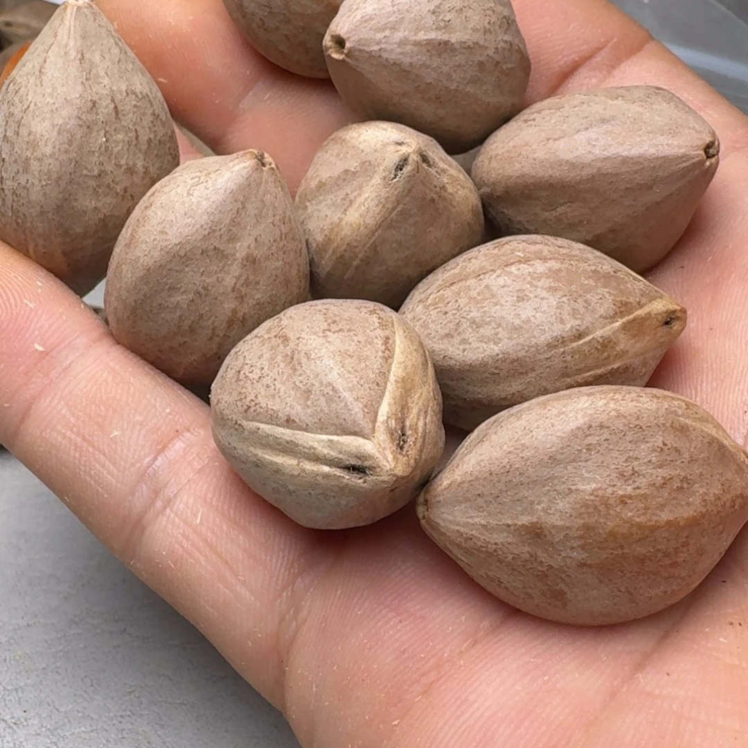 兵***界橄榄核手串橄榄核