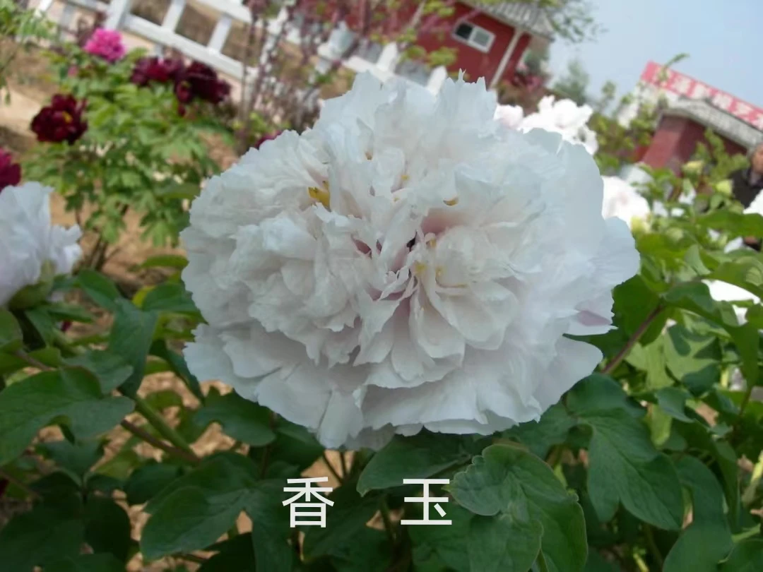 洛阳牡丹百优-香玉-花大色艳原盆原土带芽发货4月开花