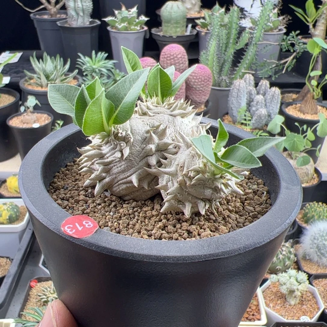 惠比须笑一物一拍带盆发
