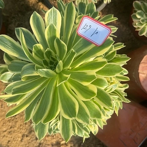 多肉植物金丝129