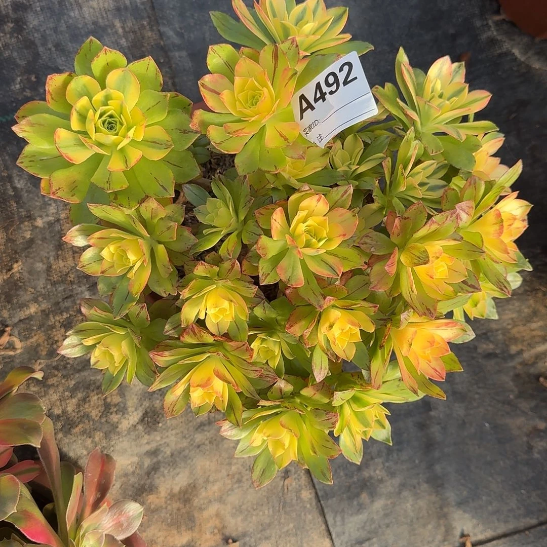 荷花多肉法师a492