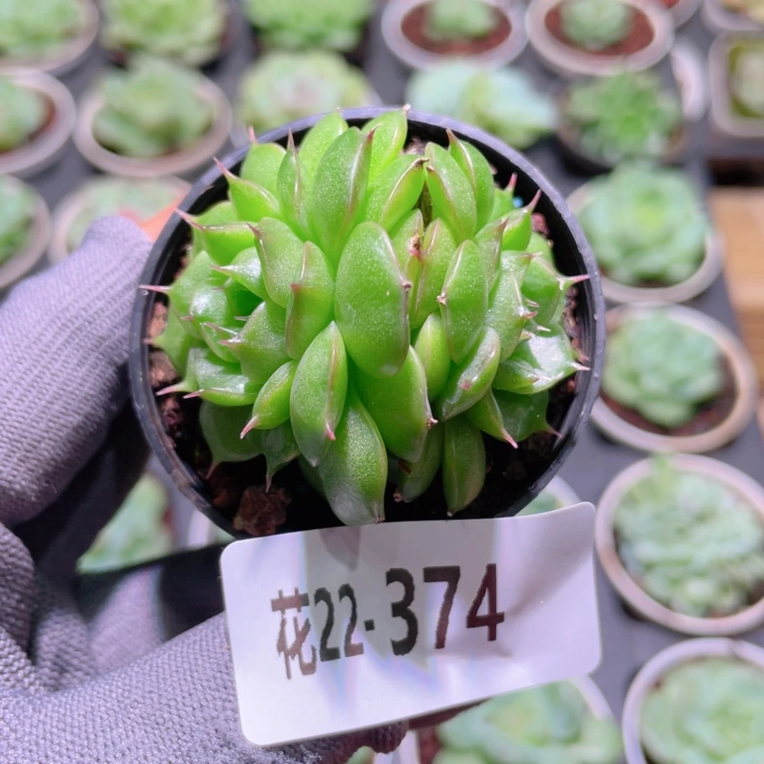 花利美22-374海王