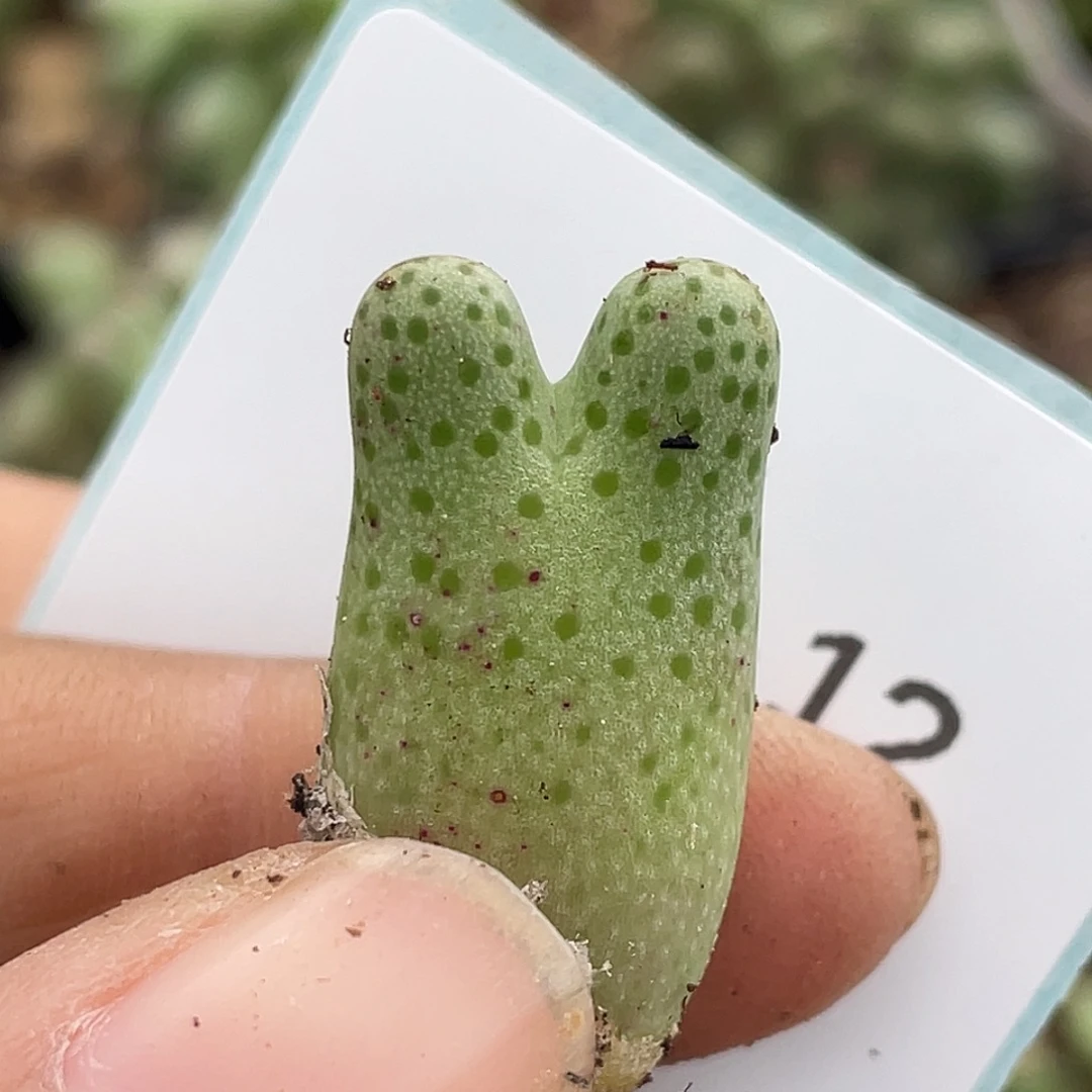 20-12斑马955d肉锥