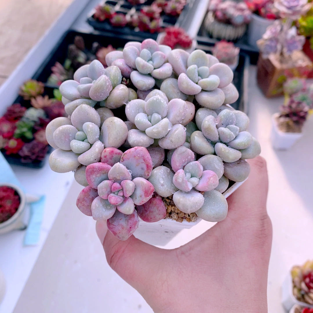 多肉植物多肉盆栽组八艾伦送八角盆土（3到4厘米）