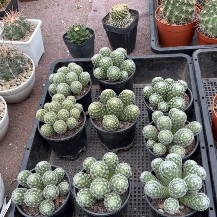 实生群生吉赛尔好养量拍