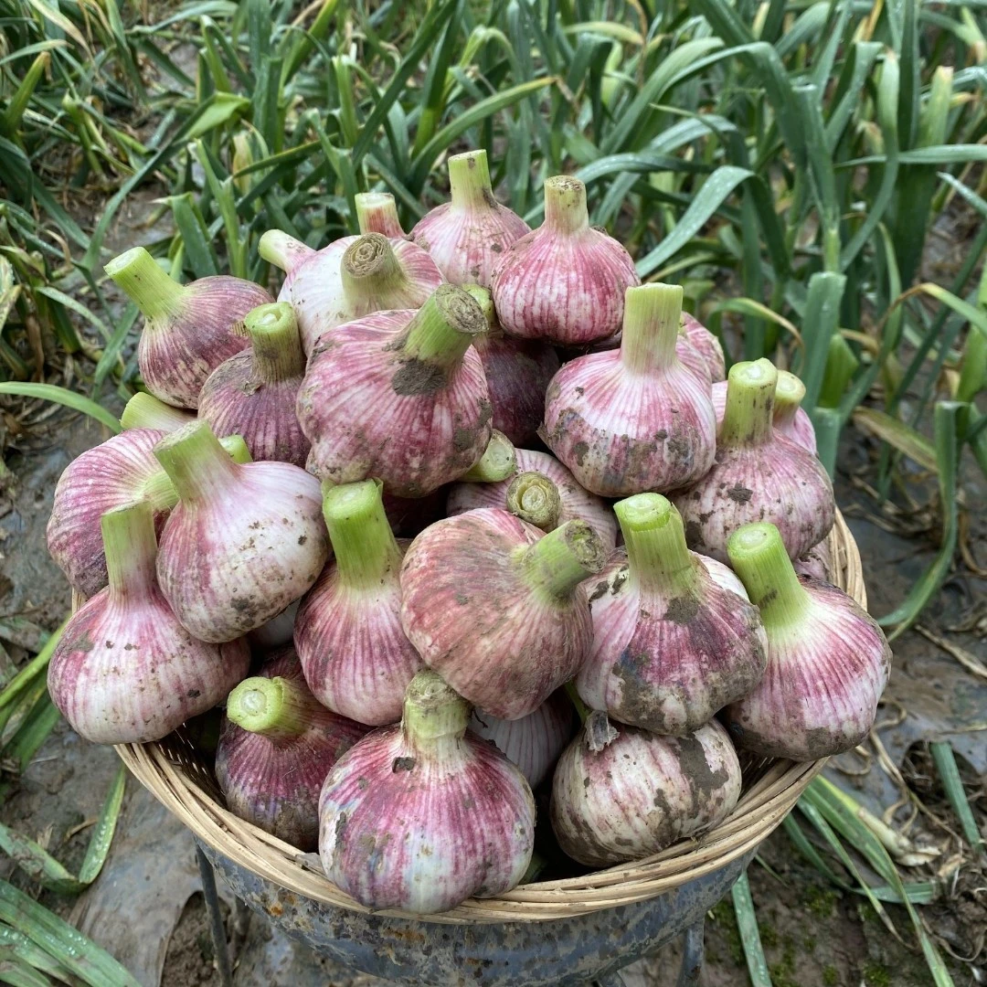 云南现挖新鲜大蒜 湿蒜